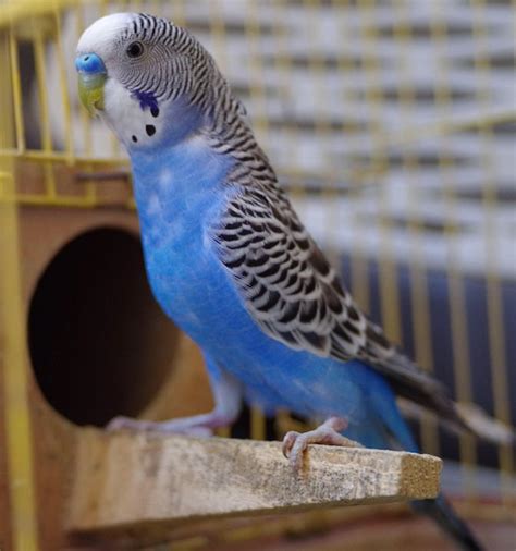 Premium Photo | Close-up of blue budgerigar in cage