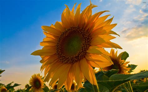 Free download Sunflower wallpaper Flower wallpapers 667 [2560x1600] for ...