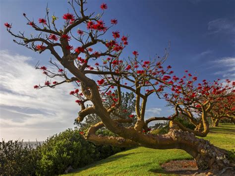 What Is A Coral Tree - How To Grow Coral Trees