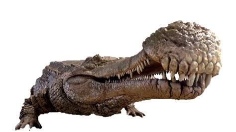 Sarcosuchus | Dinosaur Wiki | FANDOM powered by Wikia