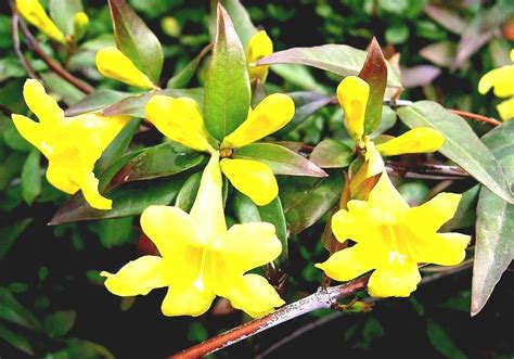 Gelsemium Sempervirens - Flowers South Carolina