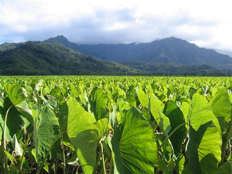 Taro Leaves Free Photo Download | FreeImages