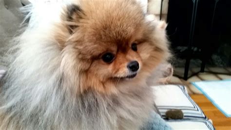 Pomeranian, Pom, dog, puppy | Pomeranian, Pug puppies, Puppies