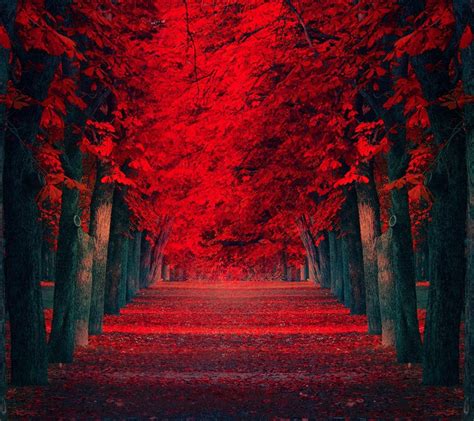 Red Nature Wallpaper - free download | mobilclub.mobi
