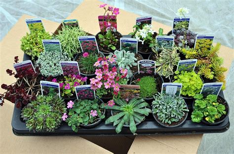 20 Mixed Alpine Plants in 9cm POTS - Quality Alpine Plant Collection of 20 Different Rockery ...