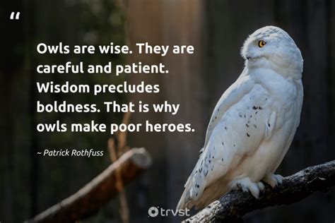 43 Owl Quotes, Captions, and Sayings to Make You Wiser