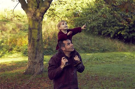 Father carrying toddler on shoulders - Stock Image - F009/9012 - Science Photo Library