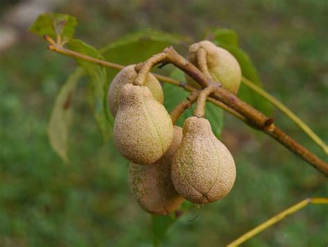 Red buckeye | Identify that Plant