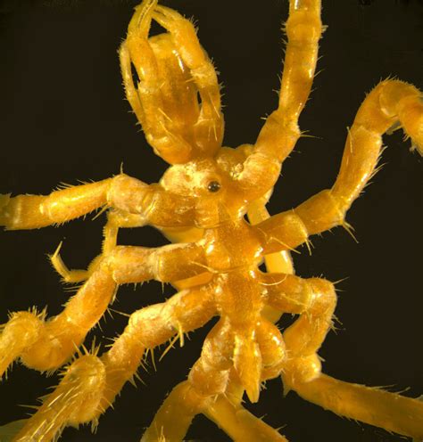 Sea spiders provide insights into Antarctic evolution — Australian ...