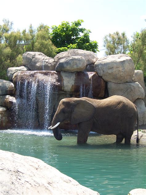 Elephant at Waterfall | Elephant at Waterfall | Flickr