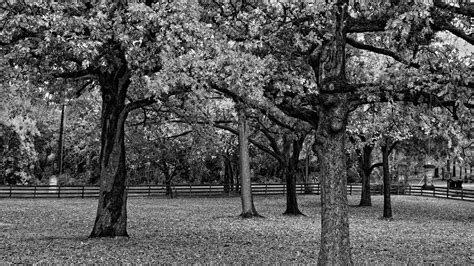 Download Park Grass Leaf Tree Landscape Photography Black & White HD Wallpaper
