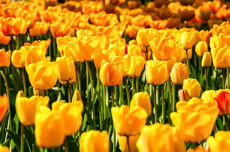 Yellow Tulip Field Landscape Photography · Free Stock Photo