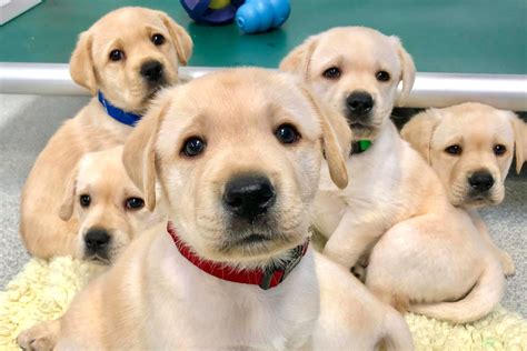 Pup's looking at you, kid: Puppies can understand human cues from very ...