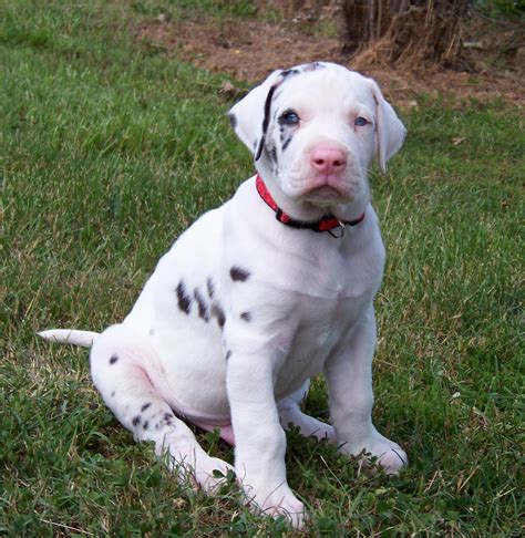 Great Dane puppy photo and wallpaper. Beautiful Great Dane puppy pictures