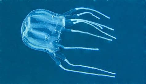 Raising Pet Jellyfish | Pet jellyfish, Jellyfish, Water animals