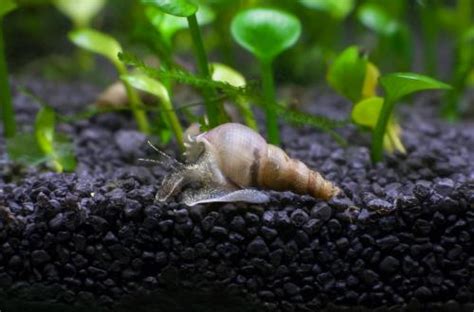 Are Snails Good for Your Fish Tank? 15 Benefits