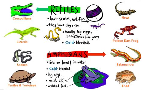 Class Reptilia – The Biology Classroom
