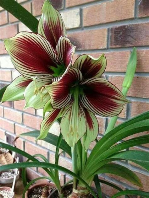 Papillio Butterfly Amaryllis Bulb 2 bulbs | Etsy | Unusual flowers, Planting flowers, Amaryllis ...