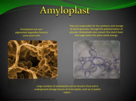 Functions of Amyloplasts in Potatoes: A Comprehensive Guide - PlantHD