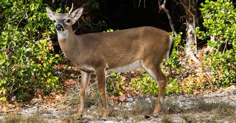 Florida Key Deer: Here's What Makes Them So Special - AZ Animals