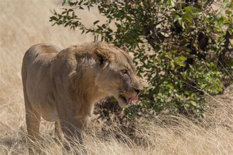 Namibia wildlife on Behance