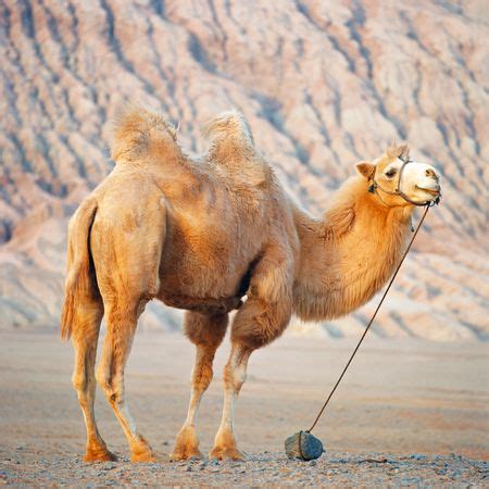 Bactrian camel | domesticated mammal | Britannica.com