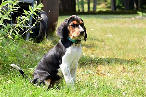 Treeing Walker Coonhound Puppies For Sale In California