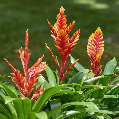 Bromeliad Vriesea | White Flower Farm