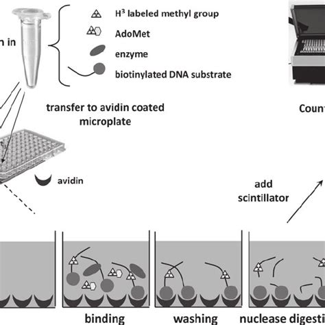 Schematic drawing of the biotin/avidin microplate DNA methylation assay ...
