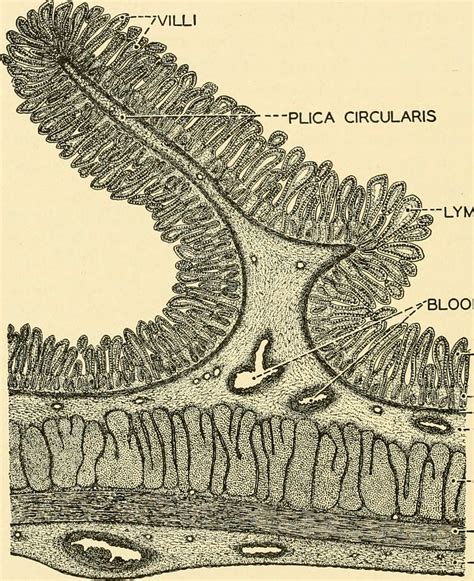 Image from page 247 of "Chordate anatomy" (1939) | Title: Ch… | Flickr