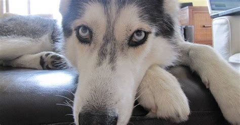 Fans rally to help Mishka the talking Siberian Husky who has cancer