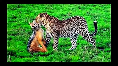 national geographic documentary 2015 | Wild Animals attack National Geographic - video Dailymotion