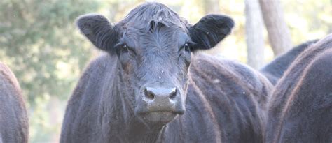 HAY Program | Georgia Cattlemen's Assoc