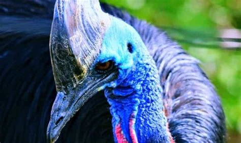 Cassowary Survival Guide: How To Survive An Attack