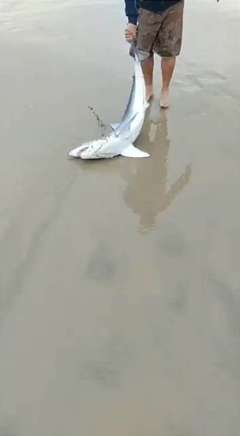 World's fastest shark rescued in wild video