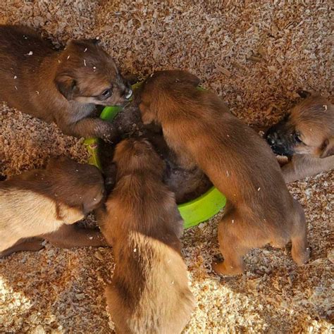 Rabbit Warren Pups 2.0 – Puppy Rescue in Spain