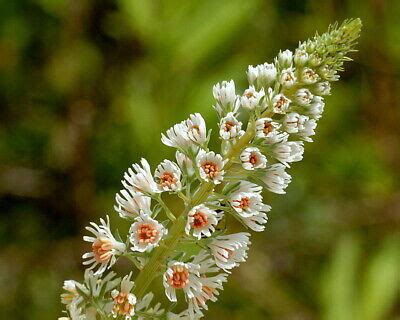 100 Mignonette Ameliorata Seeds-Reseda Odorata-Highly Scented Annual ...