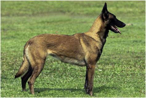 Belgian Malinois - Facts, Pictures, Puppies, Temperament, Breeders ...