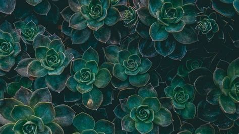 Green Aesthetic Wallpaper HD - Live Wallpaper HD