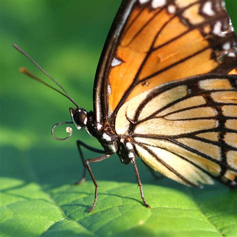 Viceroy Butterfly Life Cycle