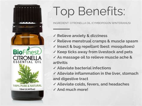 Citronella Essential Oil Is The Best Natural Insect Repellent