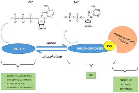 The crucial role of protein phosphorylation