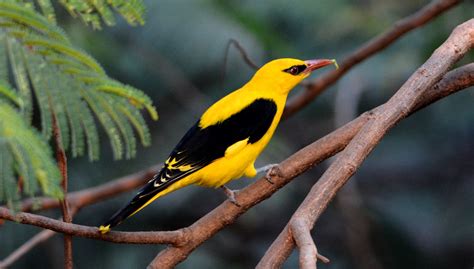 Indian Golden Oriole – On Forest