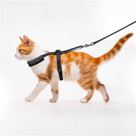 The 8 Best Cat Harnesses for Kitties of All Shapes and Sizes