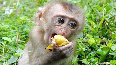 Pin by Tube BBC on Monkey eating food (With images) | Cute baby monkey, Cute babies, Baby monkey