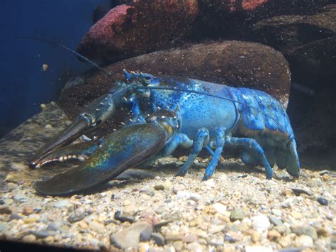 File:Blue-lobster.jpg - Wikimedia Commons