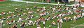 2006 Texas Longhorn football team - Wikimedia Commons
