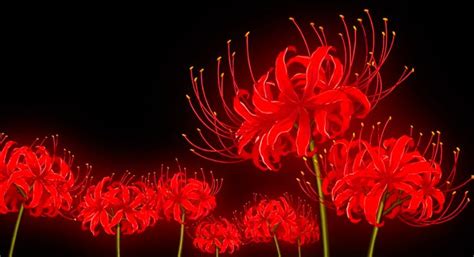 red aesthetic anime wallpaper tokyo ghoul Red spider lily digital painting