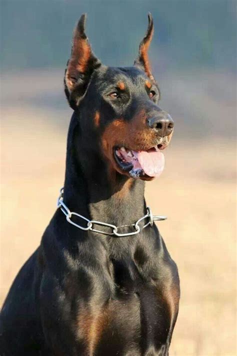 Doberman Pinscher Ears Down - Bleumoonproductions