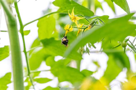 How Bumble Bees Help Grow Your Food | Nature Fresh Farms